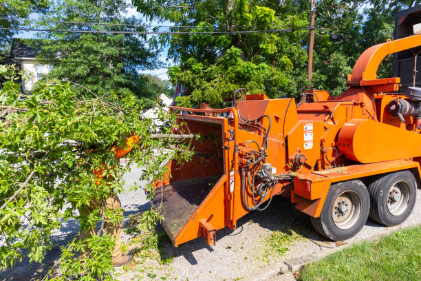 Best Emergency Storm Tree Removal  in USA